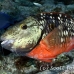 parrotfish_stoplight_cow_kl_h_0022_fla0721.jpg